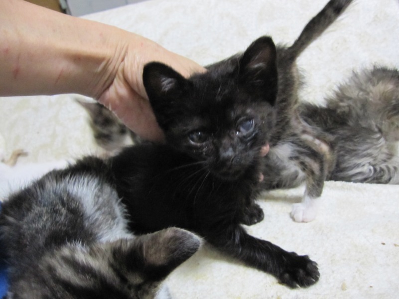 U字しっぽのかわいい黒猫もっくん 動画有 サムネイル3