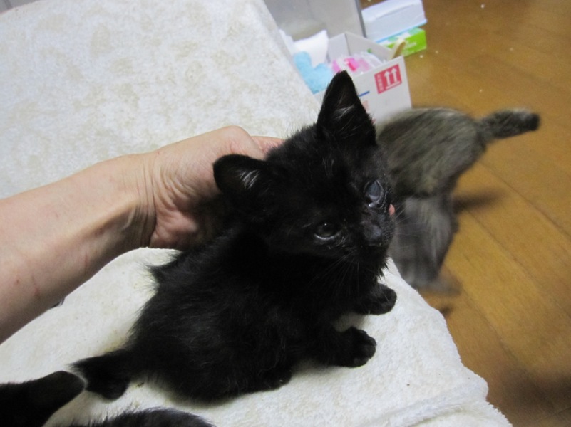 U字しっぽのかわいい黒猫もっくん 動画有 サムネイル4