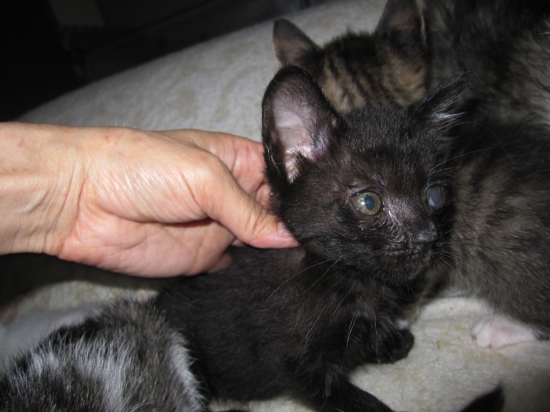 U字しっぽのかわいい黒猫もっくん 動画有 サムネイル5