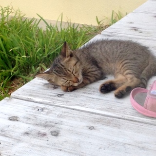 キジトラ仔猫、里親さん募集中です。