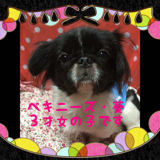 可愛いペキニーズ葵ちゃんは３歳の甘えん坊さん