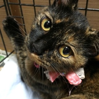 1歳半の女の子です！