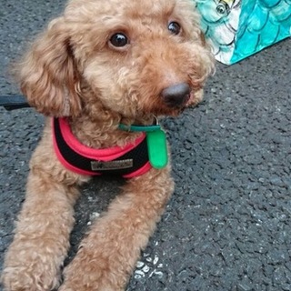 トイプードルのケイくん