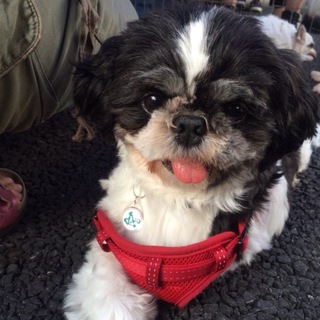 シーズーのマナくん