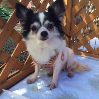 チワワのゆみちゃん