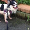 チワワのゆみちゃん サムネイル4