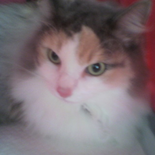 【大分県】ノルウェージャン　メス　３歳