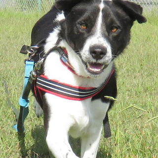 明るく元気な男の子「坂本チビ」です。