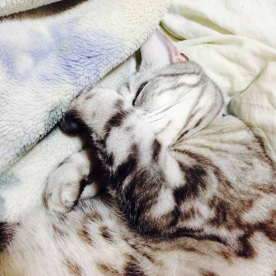 Marleyのカバー写真