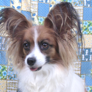 パピヨン女の子６歳と７歳