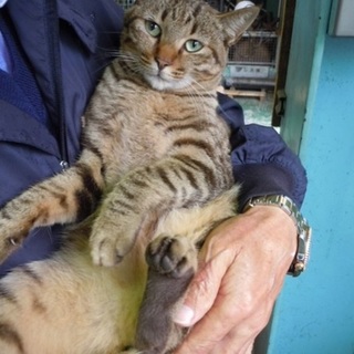 やさしい性格のいじめられ猫 ミクちゃん