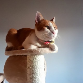 「小鉄くん」といいます