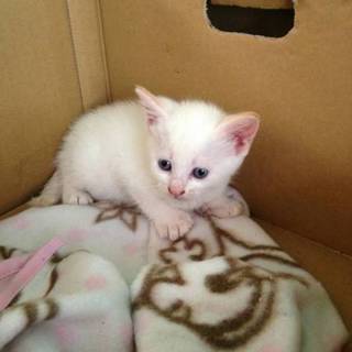 ★近畿★生後1ヶ月くらい　ｼｬﾑmix風　3兄弟