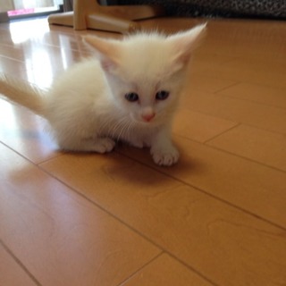 ★近畿★生後1ヶ月くらい　ｼｬﾑmix風　3兄弟