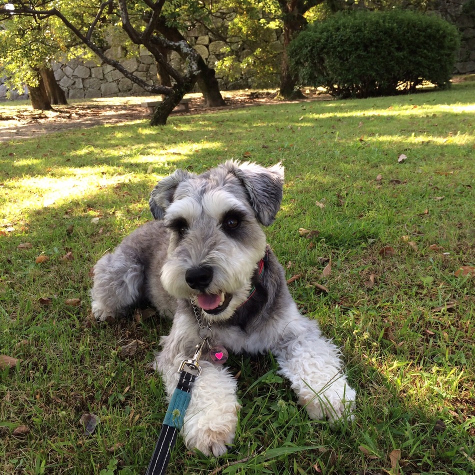 コナンのカバー写真