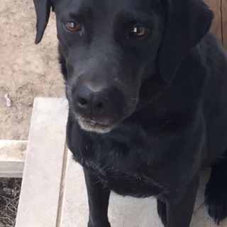 事情で飼えなくなりました/ _ ;