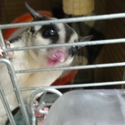 飼い主、由衣の初めての投稿。