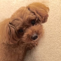 ももちゃんクッキー