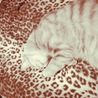 ジャック･ロビンソン