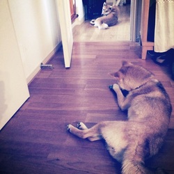 「花火3週間と4日目」サムネイル1