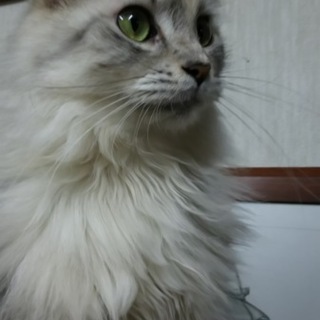 終生家族の一員として飼ってくださる方