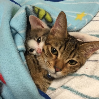 イケメンキジ男子