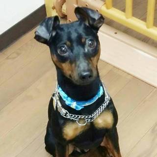 Ｍピンシャー♂２歳さいたま市より