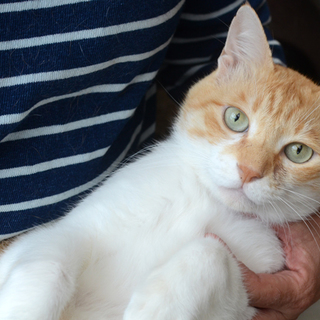 巨大な茶白、ぶんたん。人間のような猫