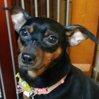 Ｍピンシャー♀２歳さいたま市より