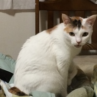 あんこ