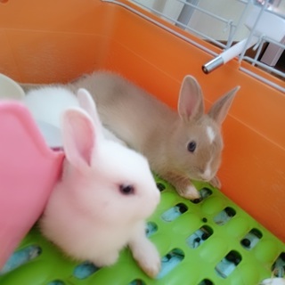 ミニウサギの赤ちゃん　ショコラ