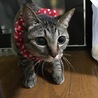 ぴーちやん
