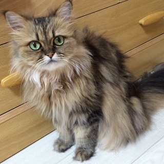 おとなしくて穏やかな女の子です