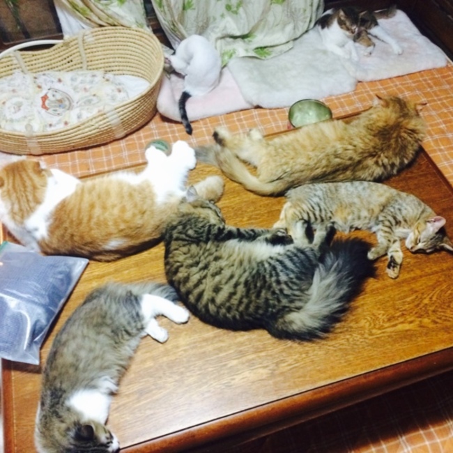 トムジュニのカバー写真