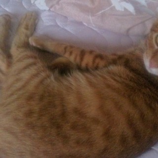 生後約半年ほどのオス猫くん