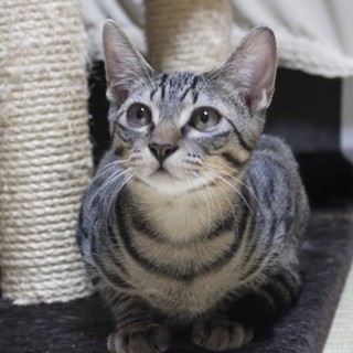 キジトラ柄の美猫「ロイ」君