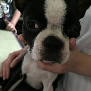 水頭症ボストンテリアありがとうございました