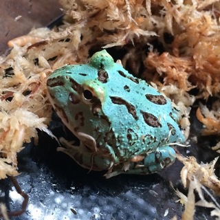 クランウェルツノガエル　ペパーミント