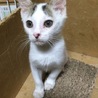【白グレー】ペルセウス（仮名） サムネイル3