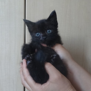 人懐こい生後一か月の子猫ちゃん