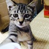 【キジトラ】イブ（仮名） サムネイル2