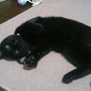 大きい体ながら生後6ヶ月のスーパー甘えん坊です(^ω^)