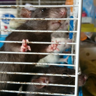 ラット里親再募集