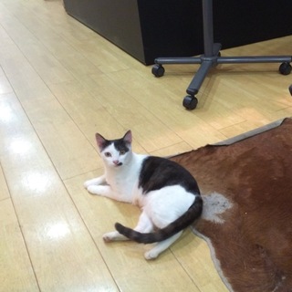 美人猫さんの里親さん募集！