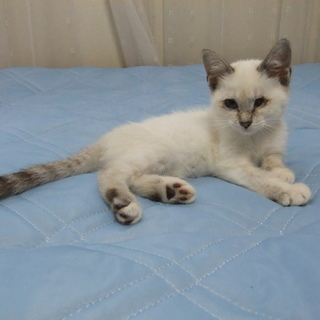 おとなしくて、かわいいです。