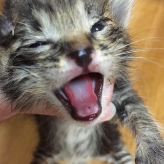 生後2週間の捨て猫保護中！