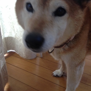 本当におとなしい柴犬です。