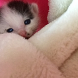 生後2週間の捨て猫保護中！