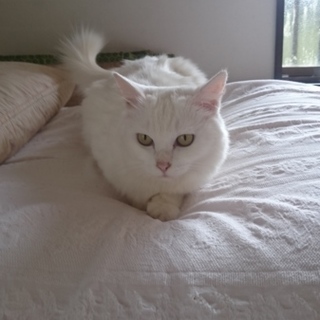 あまえっこです、宜しくお願いします　交渉中です