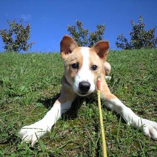白茶の男の子タロ